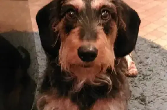 Объявления о пропавших и найденных животных, Калининград, фото: Пропала собака НЕНСИ на ул. Печатной