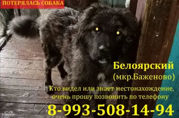 Пропала кавказская овчарка в Белоярском, Свердловская область