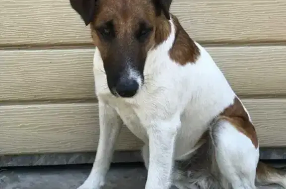 Пропала собака в поселке Юркино, Республика Марий Эл