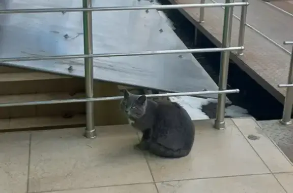 Найдена кошка на Московской улице, Краснодар - ищем хозяев
