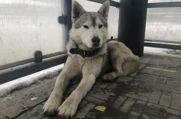 Потерян пёс на улице Москатова, Таганрог