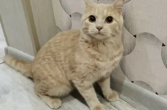 Найден молодой рыжий кот в Балашихе, бульвар Нестерова, 9
