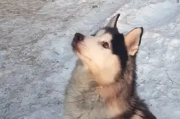 Собака найдена на ул. 50 лет Октября, 211 в Тюмени.