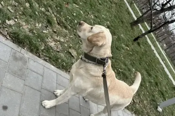 Пропала собака в Тамбове с зеленым ошейником