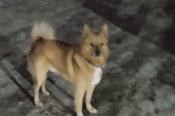 Найдена собака на Волочаевской, 22 в Хабаровске