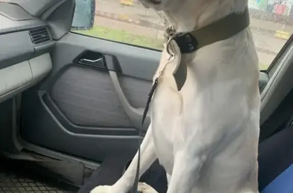 Собаки потеряшки, Калининград, фото: Потеряшка собака с улицы Лейтенанта Катина, 43, Калининград