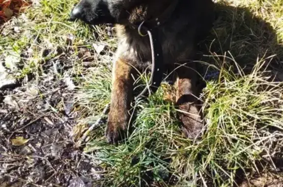 Собака с травмой бедра в Гизель-Дере, Краснодарский край.