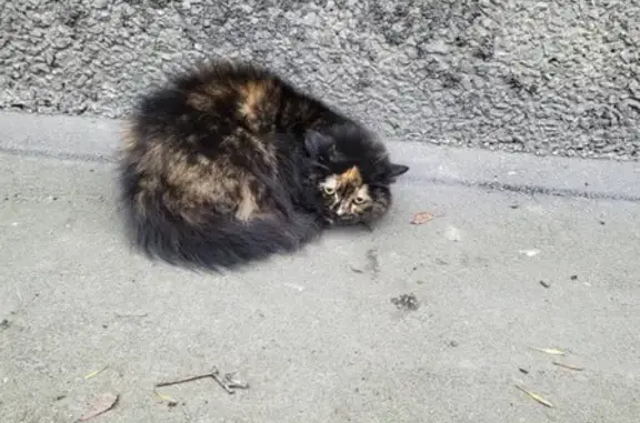 Найдена кошка на Искровском проспекте