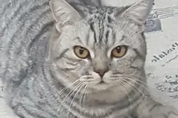Пропала кошка Гуччи на ул. Молокова, 30 в Орске