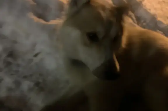 Найдена собака на площади им. 50-летия Октября, Ижевск