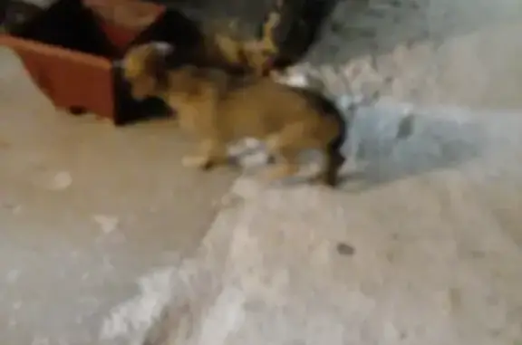 Найдена худая уличная собака на Печорской, 8В