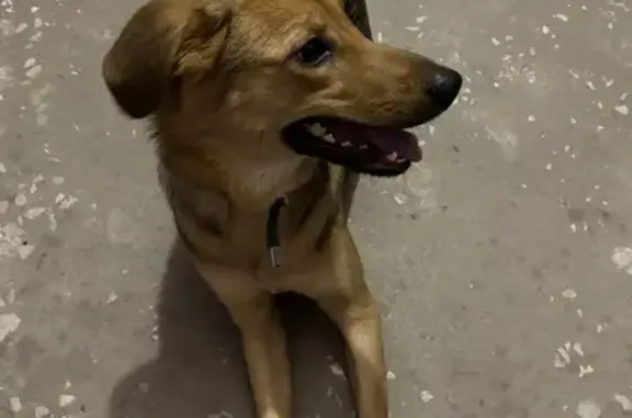 Найдена собака на Ново-Светлая, 16А в Казани