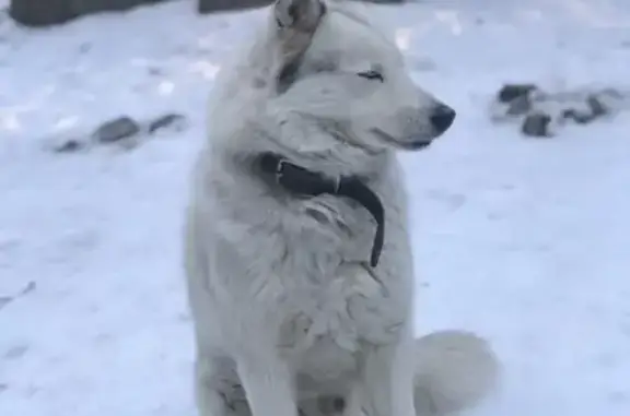 Найдена домашняя собака на ул. Дубровинского, 68 к2 в Астрахани