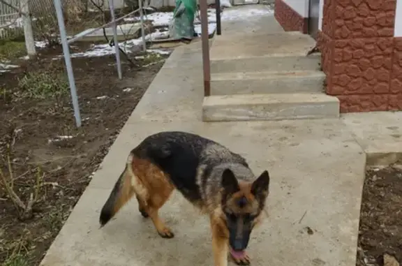 Найдена собака на улице Генерала Петрова, Керчь