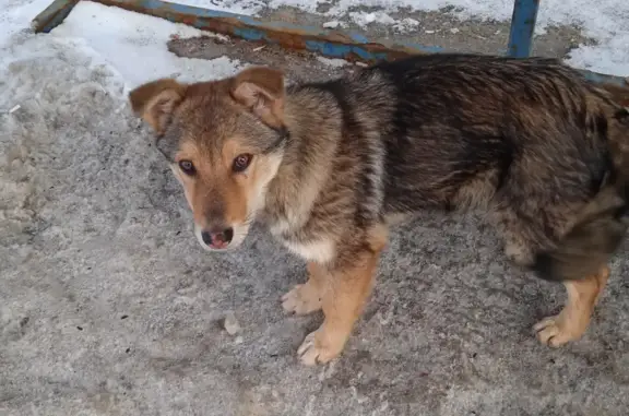 Найдена породистая собака в Шевляково, Московская область 🆘