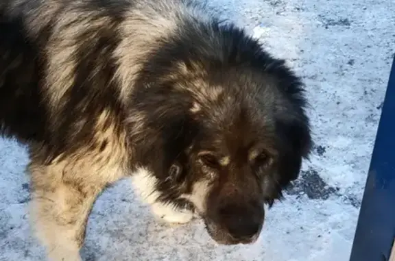 Найдена худая собака на Черносельской, Новосибирск