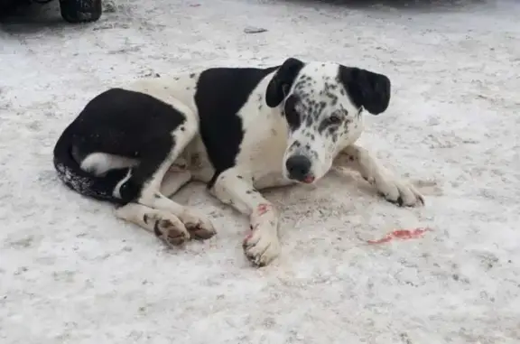 Найдена раненая собака на Радужной, 148