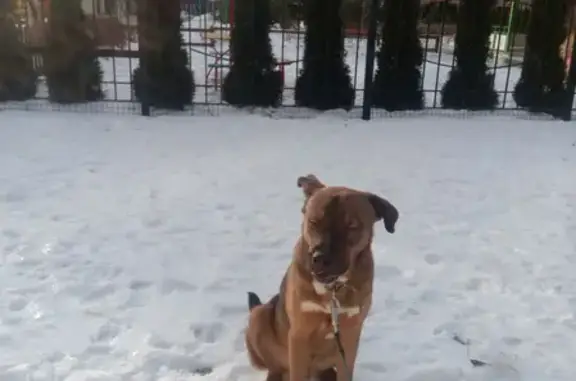 Пропала собака Рекс на Кронштадтской ул. в Тамбове