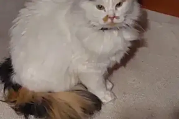 Кошки потеряшки, Санкт-Петербург, фото: Потеряшка кошка на Опочинина, 33, СПб