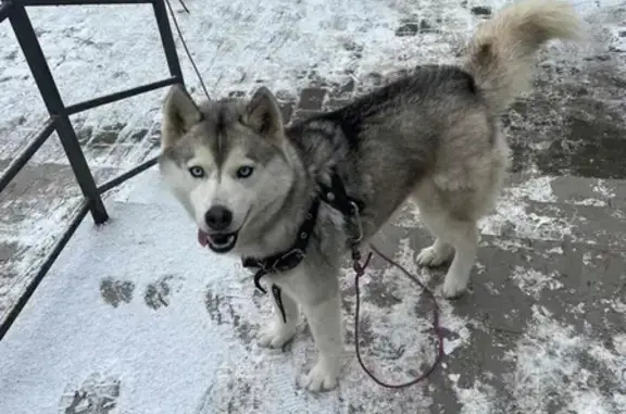 Найдена собака Хаски на ул. Ленина, Старый Крым