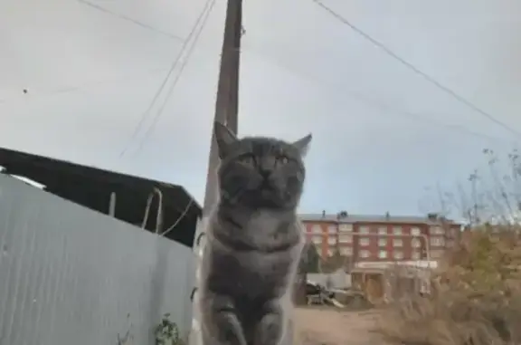 Пропала кошка на ул. Челюскинцев, 81 в Бузулуке