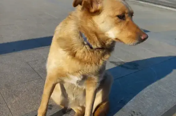 Найдена собака на Красноармейской в Брянске