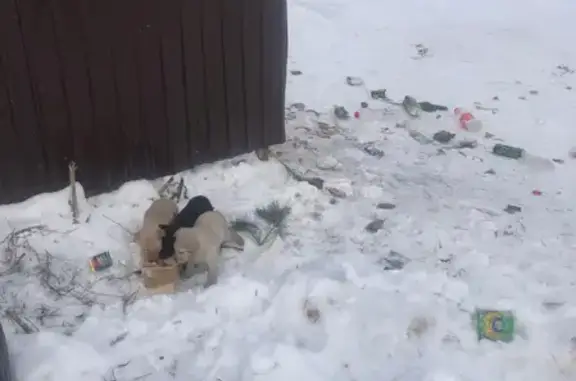 Найдена черно-белая собака с щенками в Красносвободном, Тамбовская область