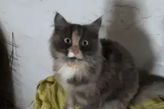 Найдена трехшерстная кошка на Алтайской улице