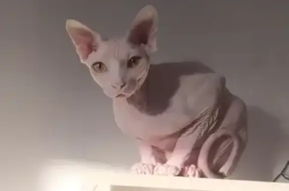 Кошки потеряшки, Санкт-Петербург, фото: Потеряшка розовая кошка Сфинкс, Наличная ул. 34, СПб