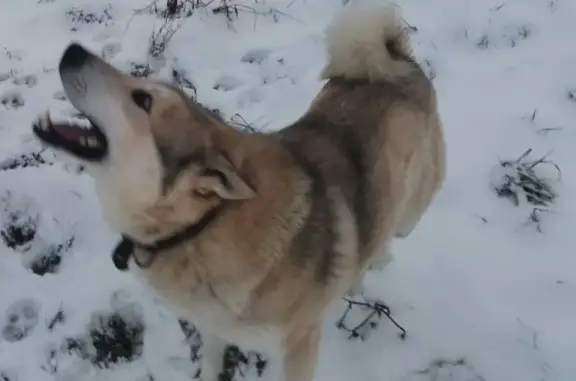 Пропала собака в Псковской области с номером хозяина на ошейнике