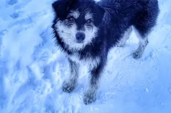 Собака найдена на Гранатовой, 7 в Новосибирске
