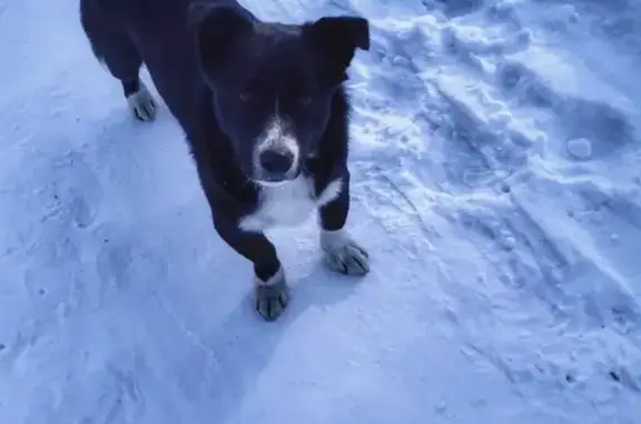 Найден чёрный миниатюрный пёс в лесопарке на Гранатовой, Новосибирск