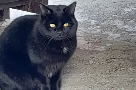 Найден черный кот с белыми пятнышками в Казани