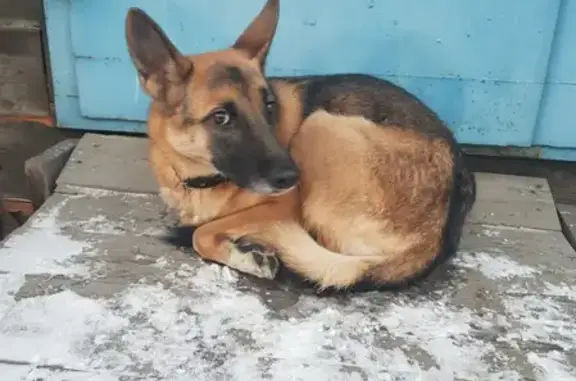 Собака Девочка найдена на улице Красных Мадьяр, 50, Иркутск