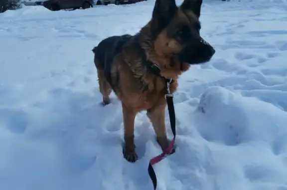 Найдена собака на Хлебозаводской, Ивантеевка