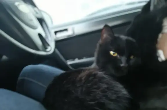 Найдена чёрная кошка возле МКАД, 91 км