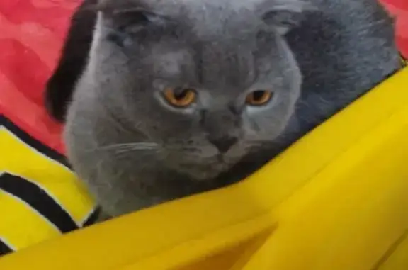 Кошки потеряшки, Новосибирск, фото: Потеряшка кошка Моня на Республиканской 15, Новосибирск