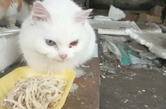 Найдена белая кошка на Молодёжной улице, 10