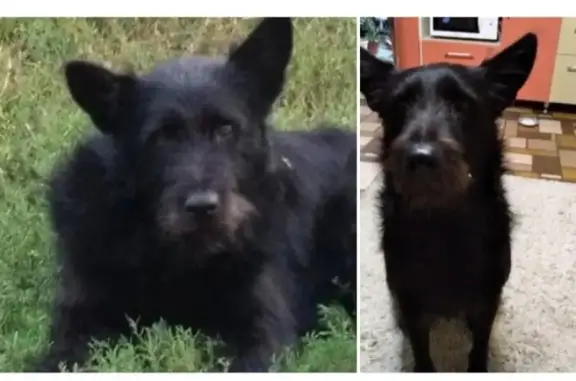 Пропала черная собака рядом с Грушевской, ищем по всем областям