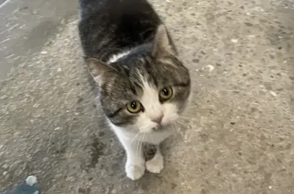Кошка найдена на Мало-Завальской улице, 6А в Брянске