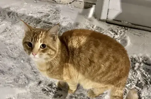 Найдена кошка Рыжик ищет дом в Уфе