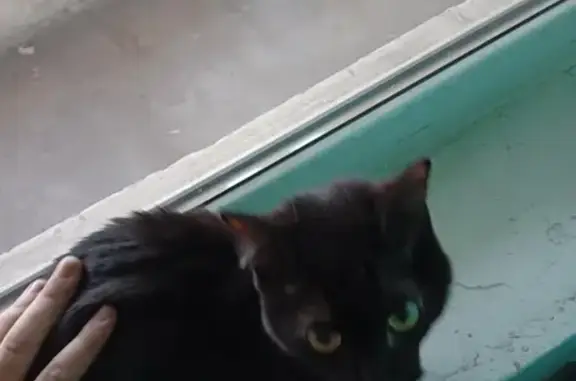 Найдена черная кошка с белым пятном в Г. Курган, д1 3 подъезд