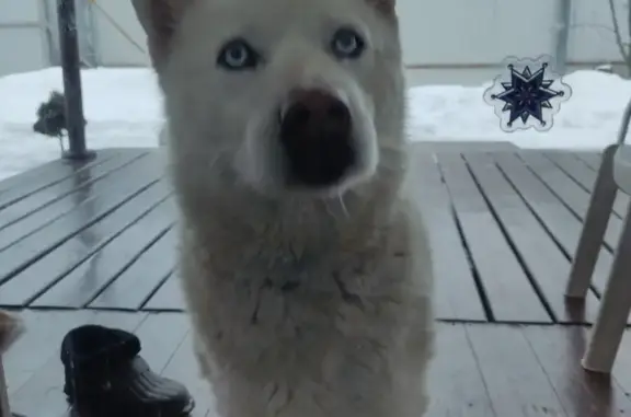 Найдена белая собака в Тюльпане