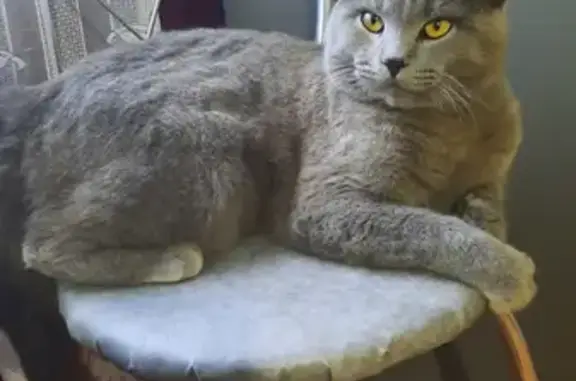 Пропала кошка Кот Каспер на Краснодарской, 6 в Батайске