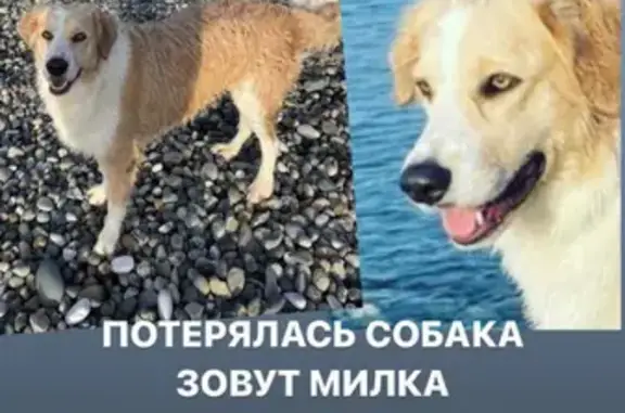 Пропала собака Милка на Ворошиловградской улице, Адлер 🆘