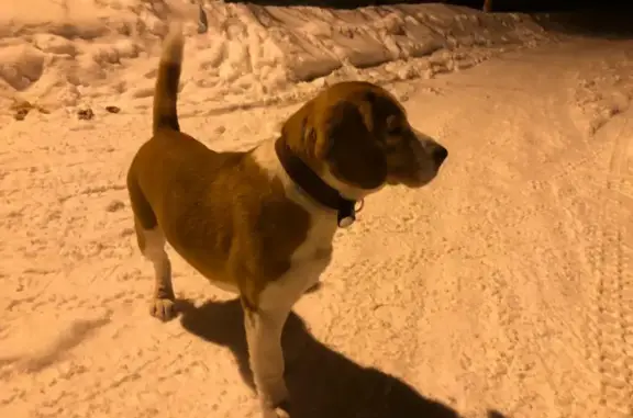 Собака-мальчик бигль найдена в Московской области.