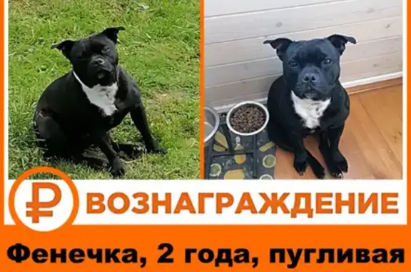 Пропала собака 70К-258 в Кривцово, Варфоломеево