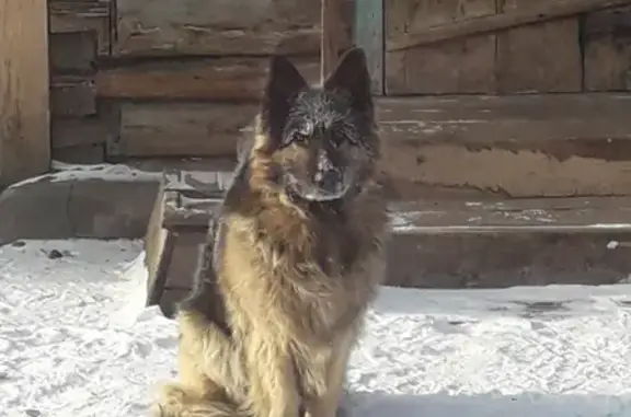 Потерянные животные Нур-Селение, фото: Пропала собака Джек на Селенгинской, 8