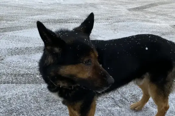 Найдена собака возле заправки в Белоярском районе