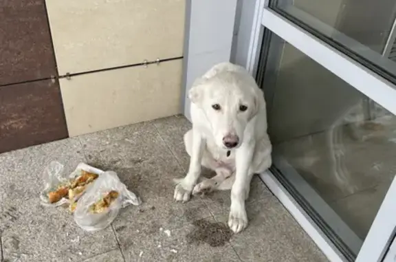 Найдена собака Мальчик на Коломенской 26 с ранами на задних лапках
